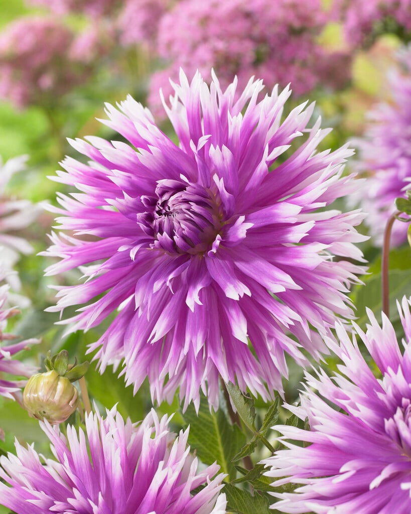 dahlia 'Table Dancer'