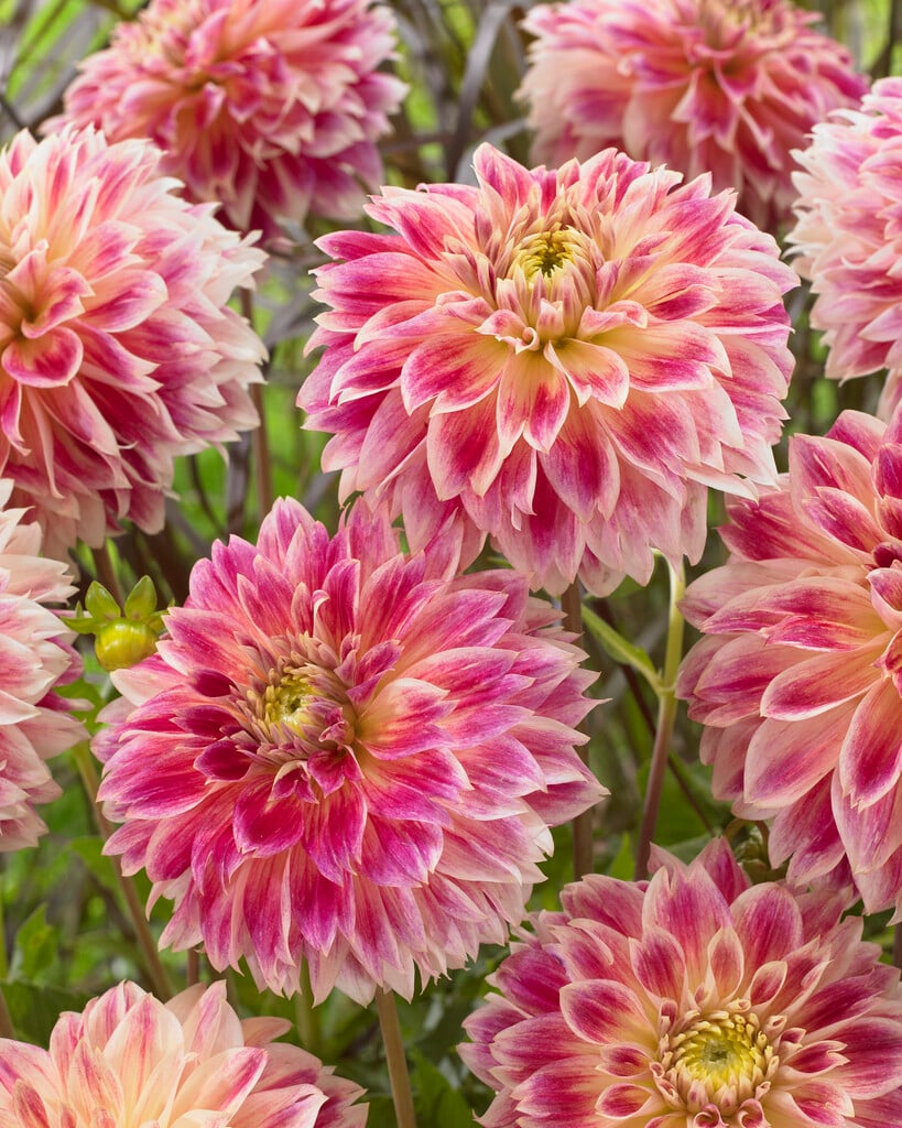 <i>Dahlia</i> 'Temple of Beauty' (Misc)