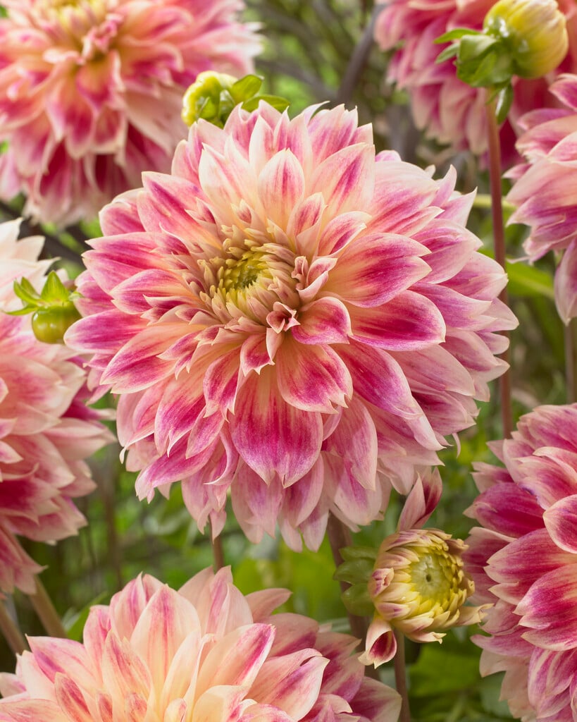 <i>Dahlia</i> 'Temple of Beauty' (Misc)