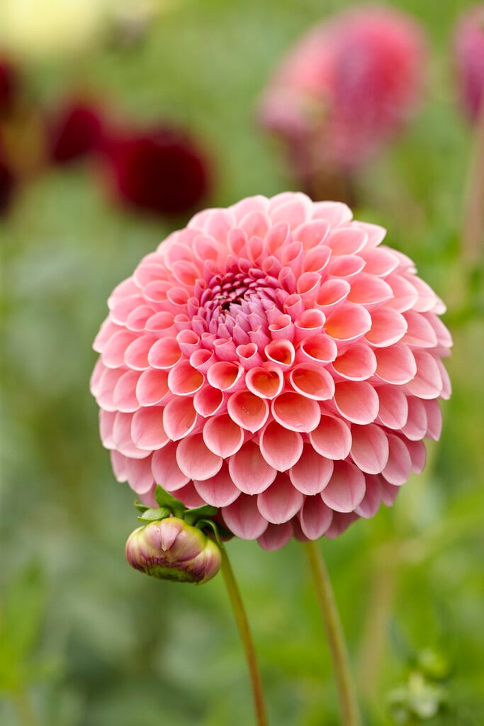 Dahlia 'Jowey Winnie' (Ba)|dahlia 'Jowey Winnie'/RHS Gardening