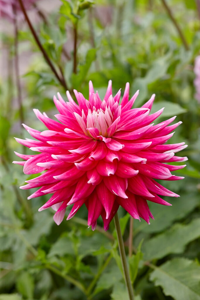 dahlia 'AC Dark Horse'