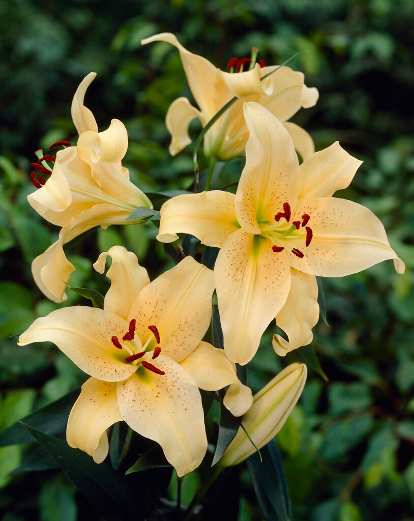 lily 'Golden Stargazer'