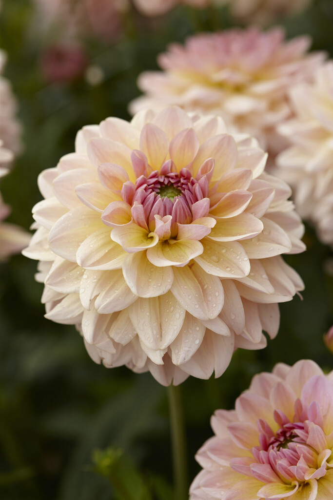 <i>Dahlia</i> 'Maya' (D)