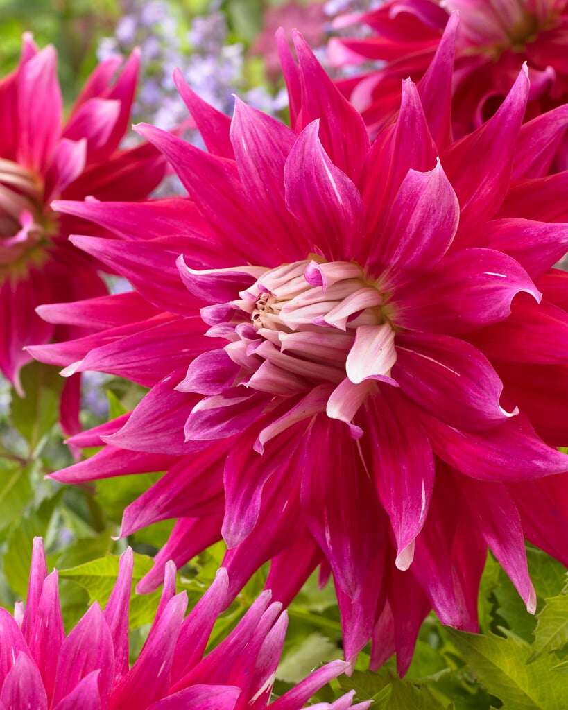 dahlia 'AC Dark Horse'