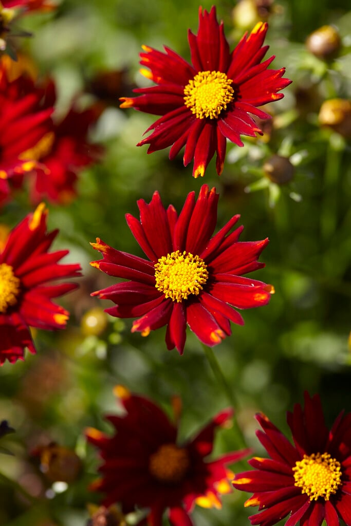 tickseed 'Sun Splash'