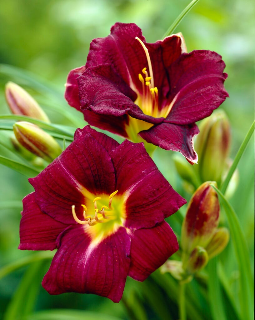 daylily 'Super Purple'