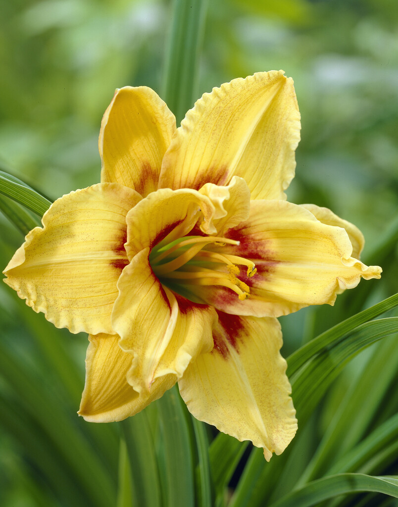 daylily 'Mount Helena'