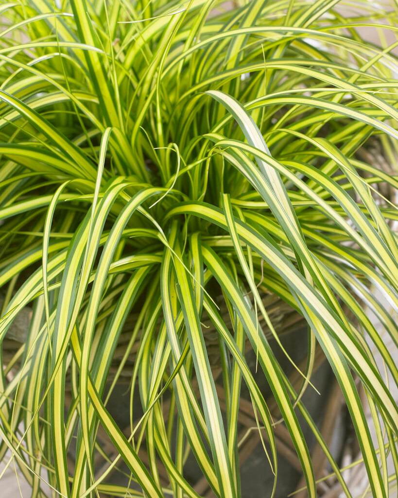 Japanese sedge 'Eversheen'