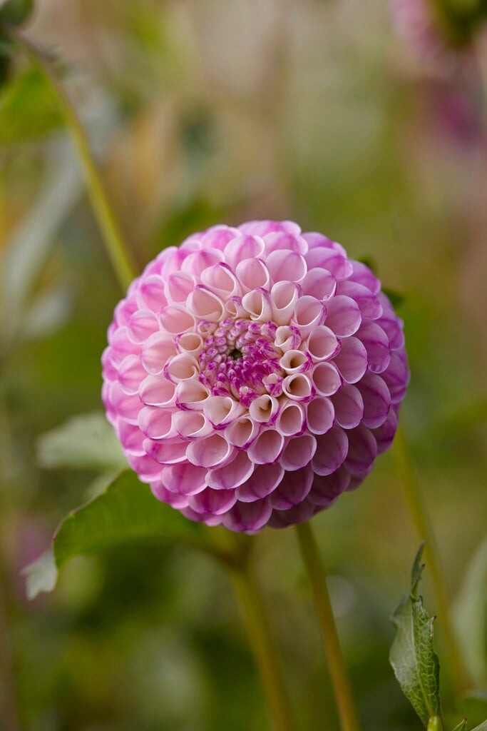 dahlia 'Zippity Do Da'