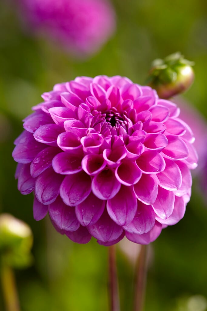 dahlia 'Boy Scout'