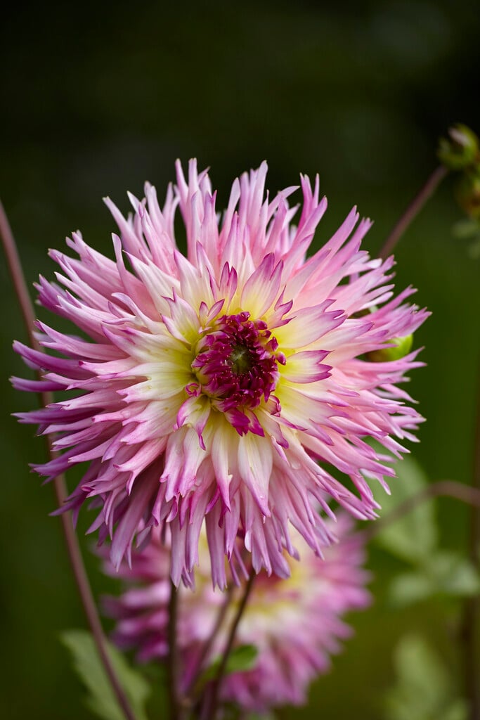 <i>Dahlia</i> 'Philothea' (Fim)
