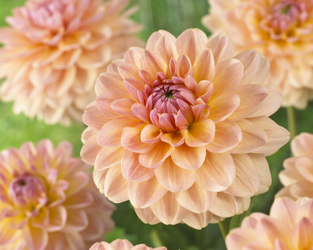 <i>Dahlia</i> 'Maya' (D)
