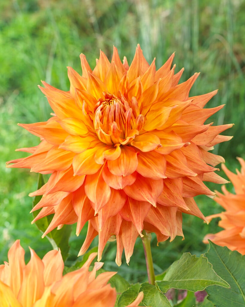 dahlia 'Hart's Dr McMurray'