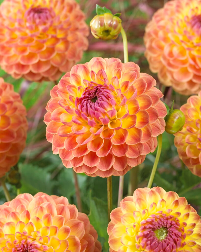<i>Dahlia</i> 'Lakeland Autumn' (D)