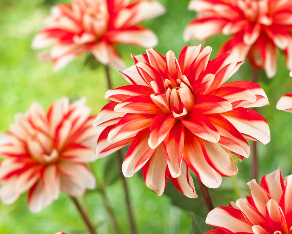 dahlia 'Dynamite'