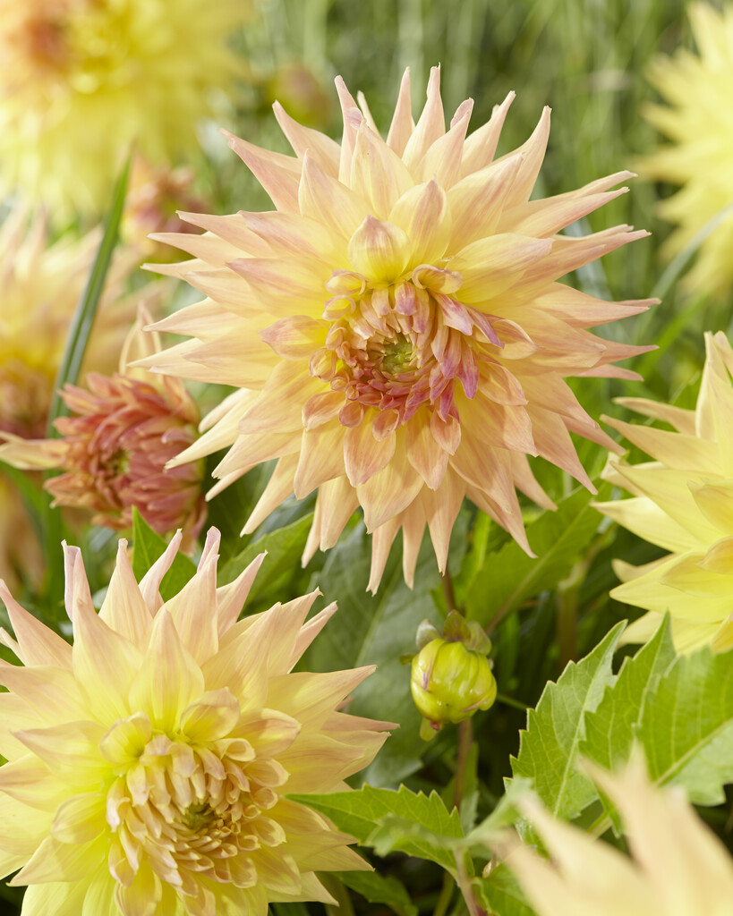 <i>Dahlia</i> 'Penhill Autumn Shade' (S-c)