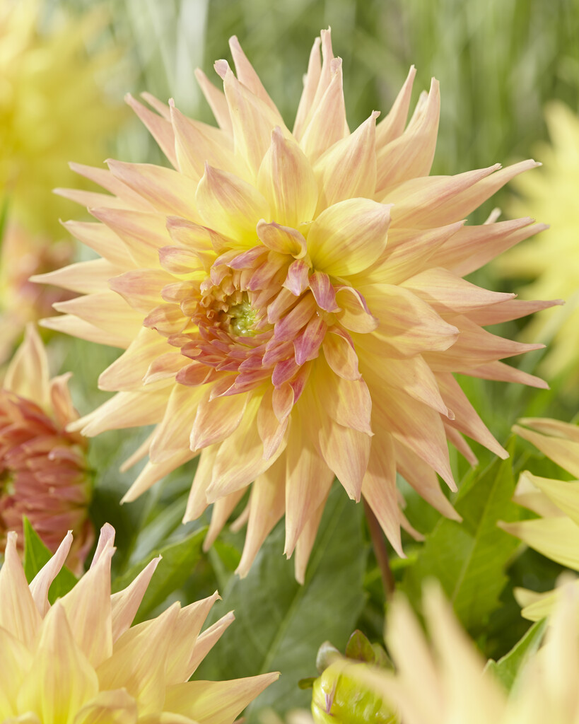<i>Dahlia</i> 'Penhill Autumn Shade' (S-c)