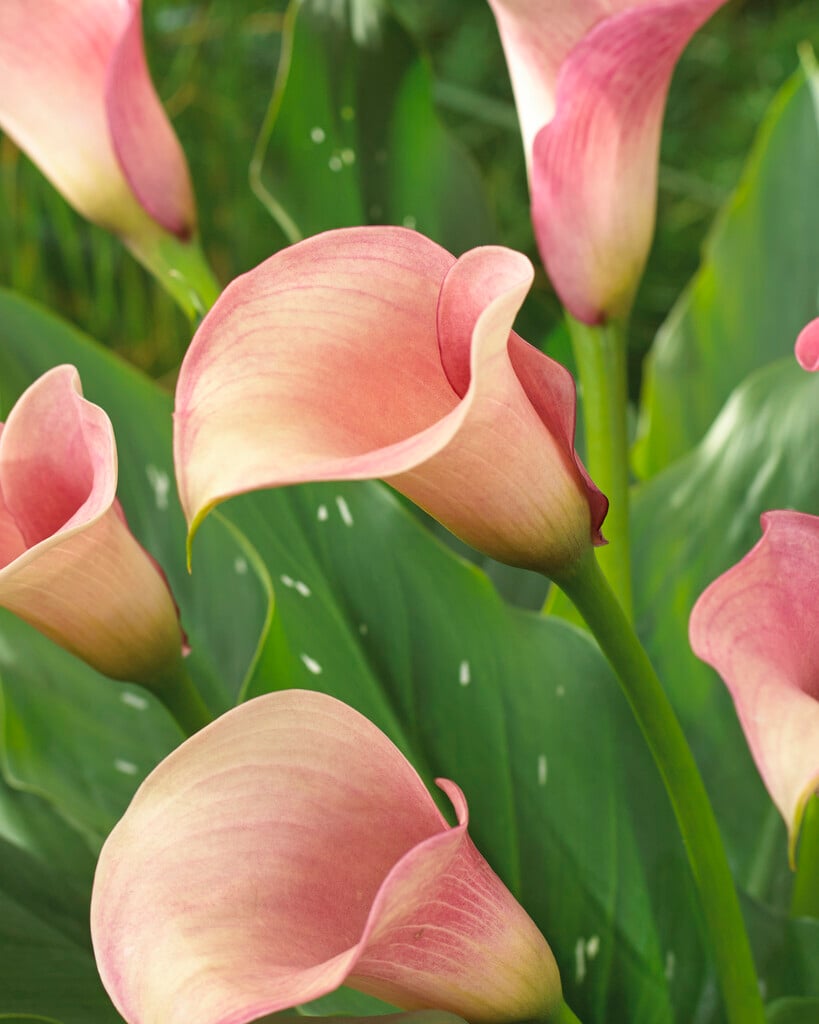 arum lily 'Captain Rosette'