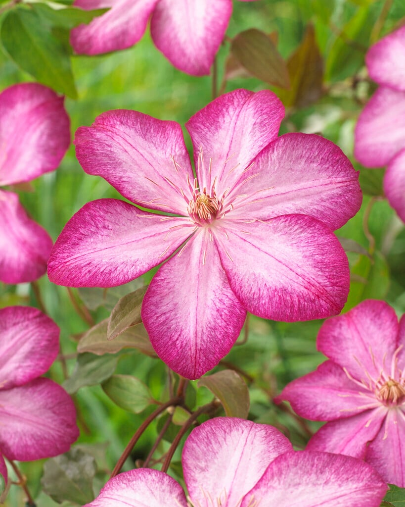 clematis [Liberty]