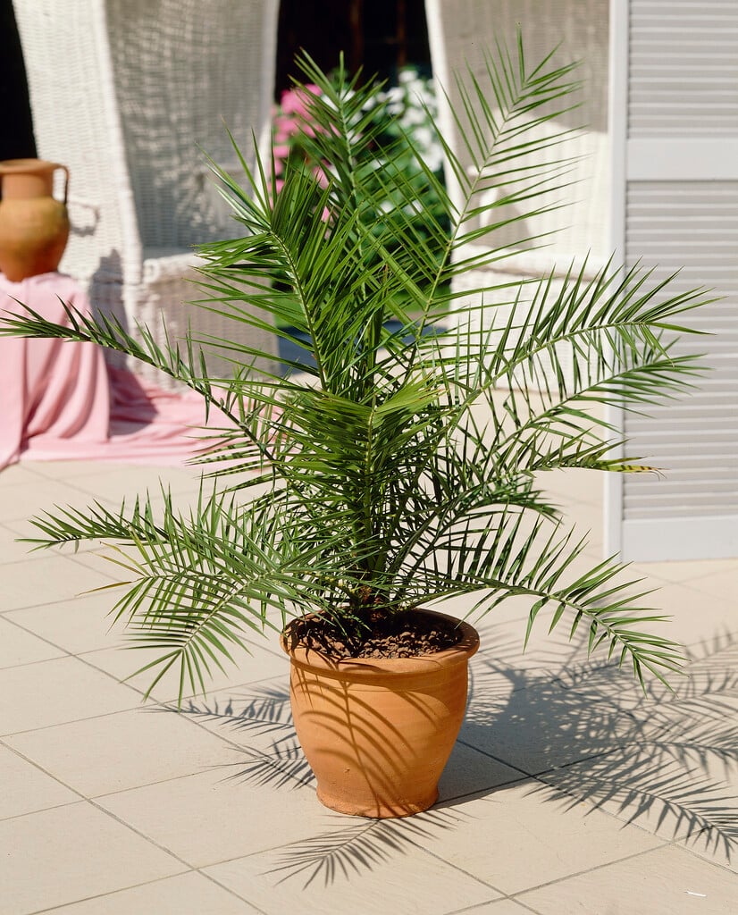 baby Cocos palm