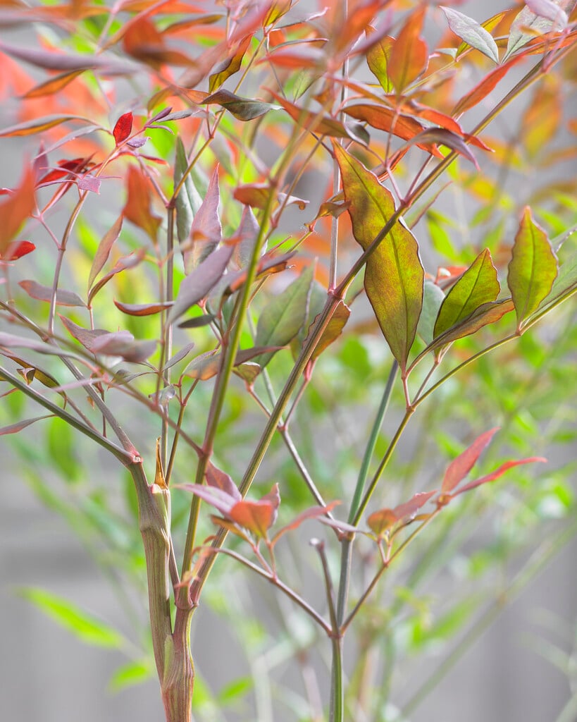 heavenly bamboo 'Sunset'