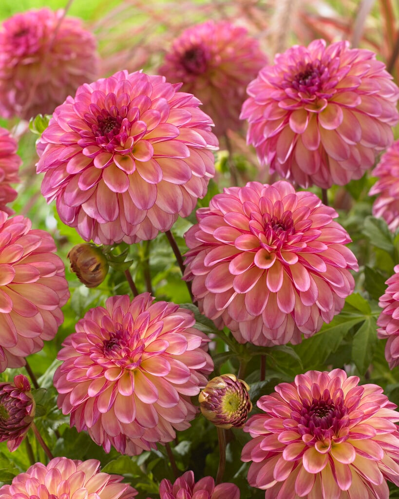 dahlia 'Foxy Lady US'