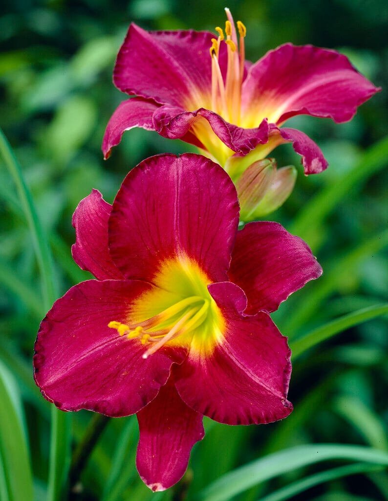 daylily 'Chicago Royal Robe'