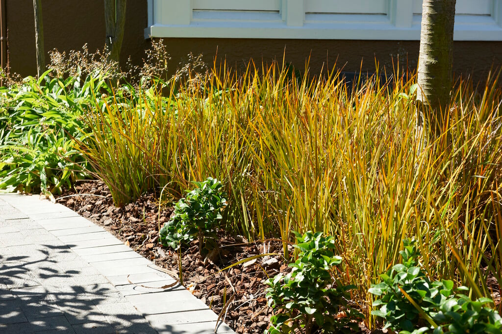 orange New Zealand sedge 'Prairie Fire'