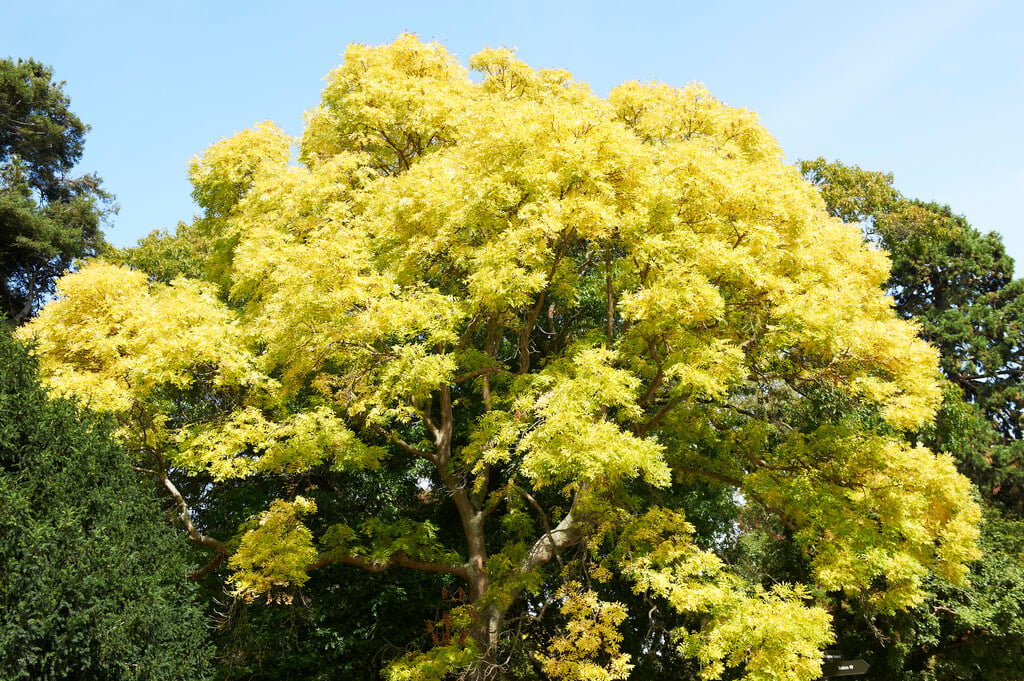 <i>Fraxinus</i> <i>excelsior</i> 'Aurea'