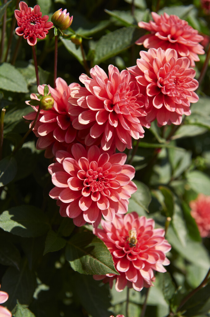 <i>Dahlia</i> 'Terracotta' (Misc/DwB)
