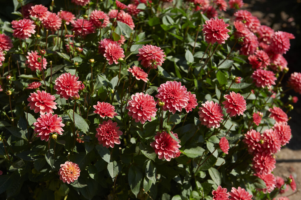 <i>Dahlia</i> 'Terracotta' (Misc/DwB)