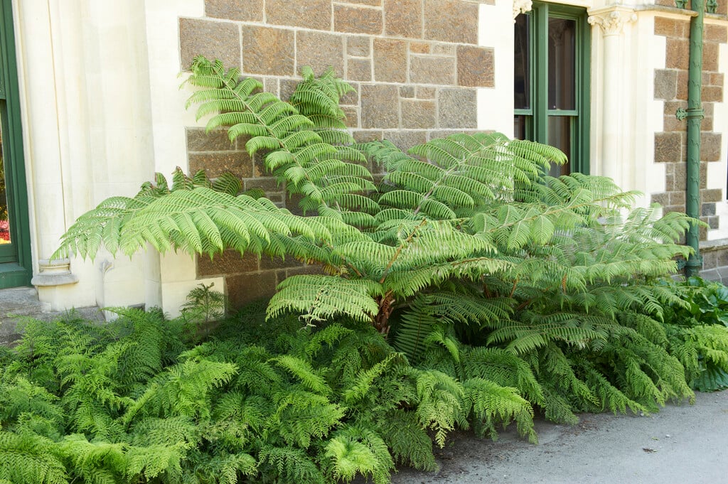 New Zealand tree fern