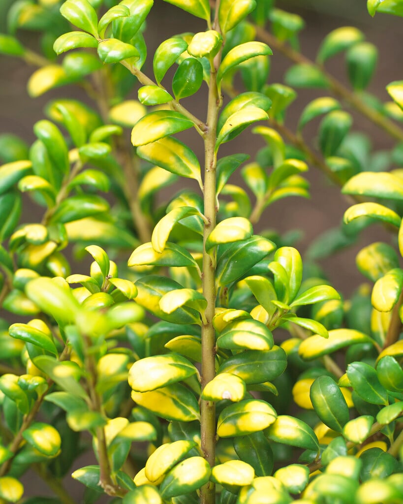 Japanese holly 'Convexed Gold'