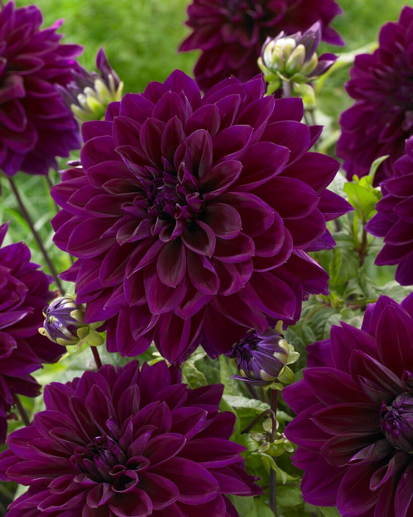 dahlia 'Thomas A. Edison'