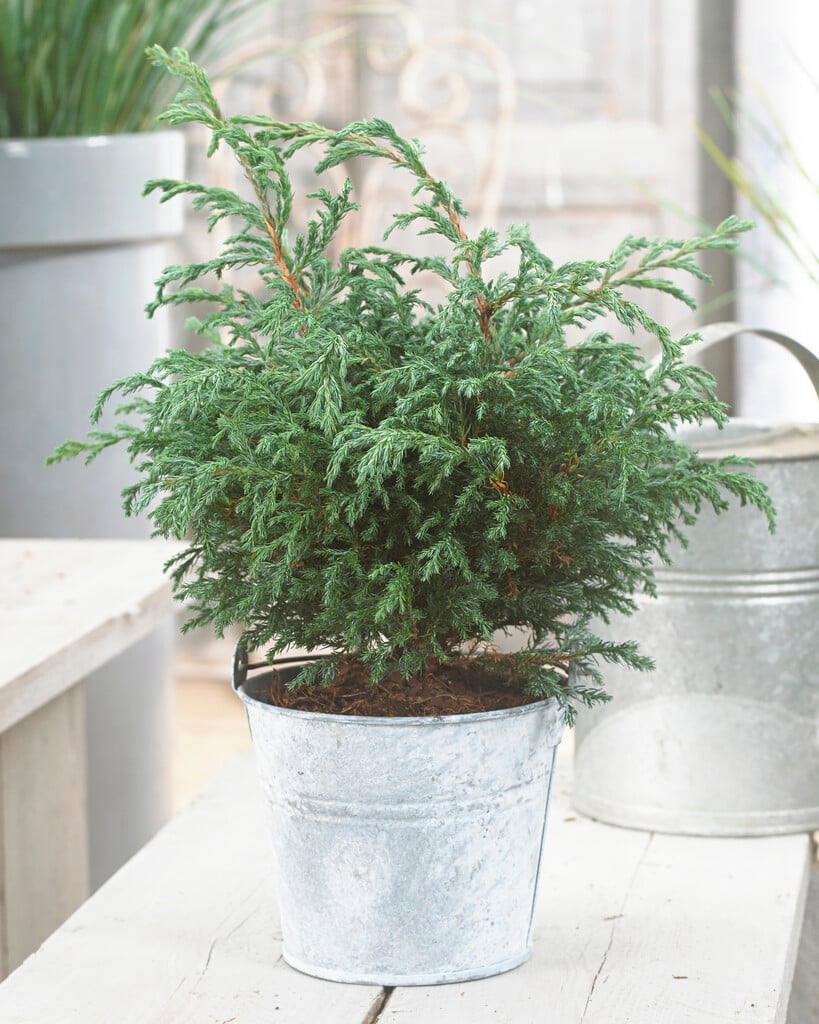 Sawara cypress 'Baby Blue'