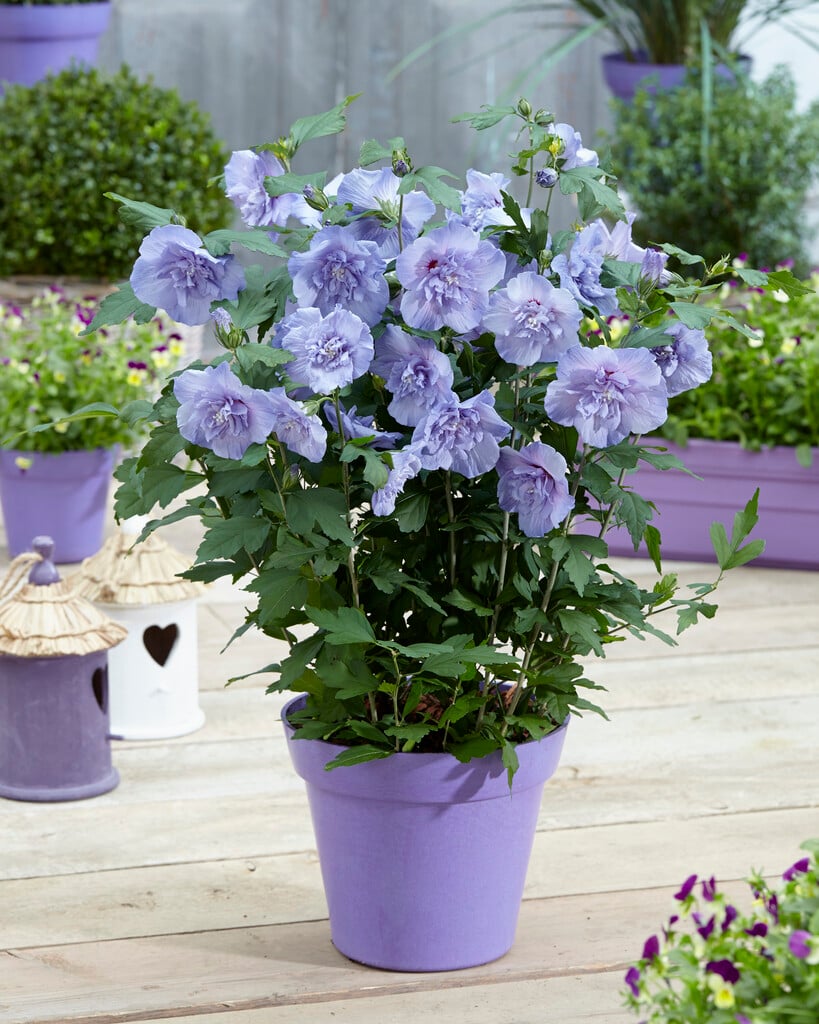 rose of Sharon [Blue Chiffon]