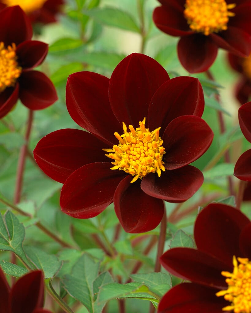 dahlia 'Mexican Star'