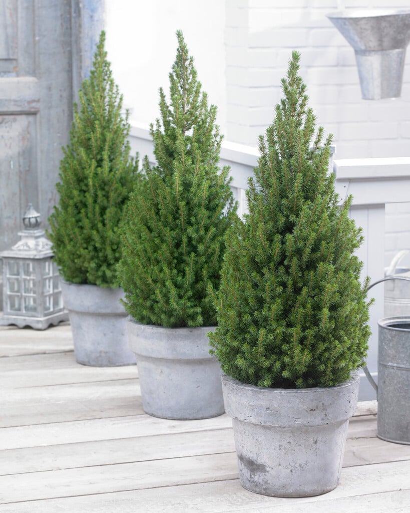 white spruce [Perfecta]