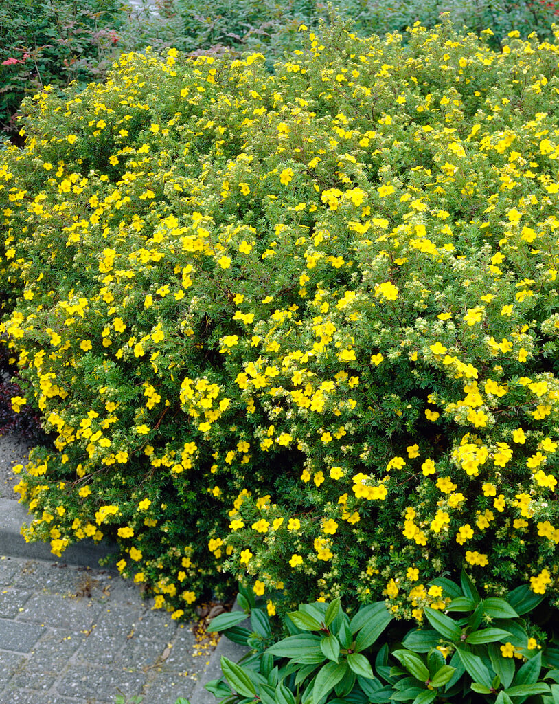 Potentilla Fruticosa | Shrubby Cinquefoil Shrubs/RHS Gardening