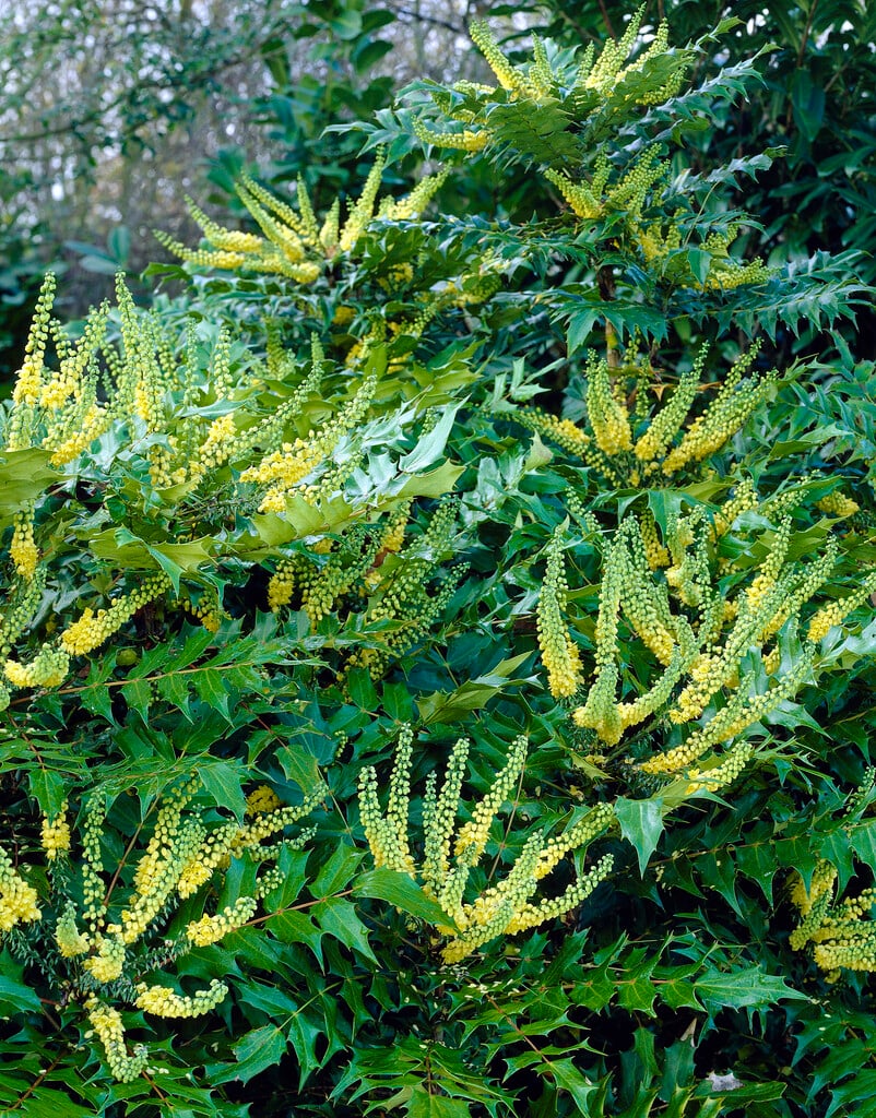 Oregon grape hybrid