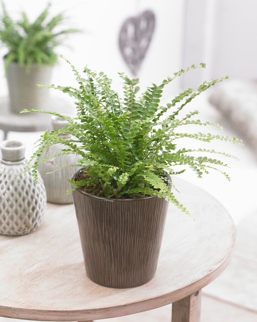 erect sword fern