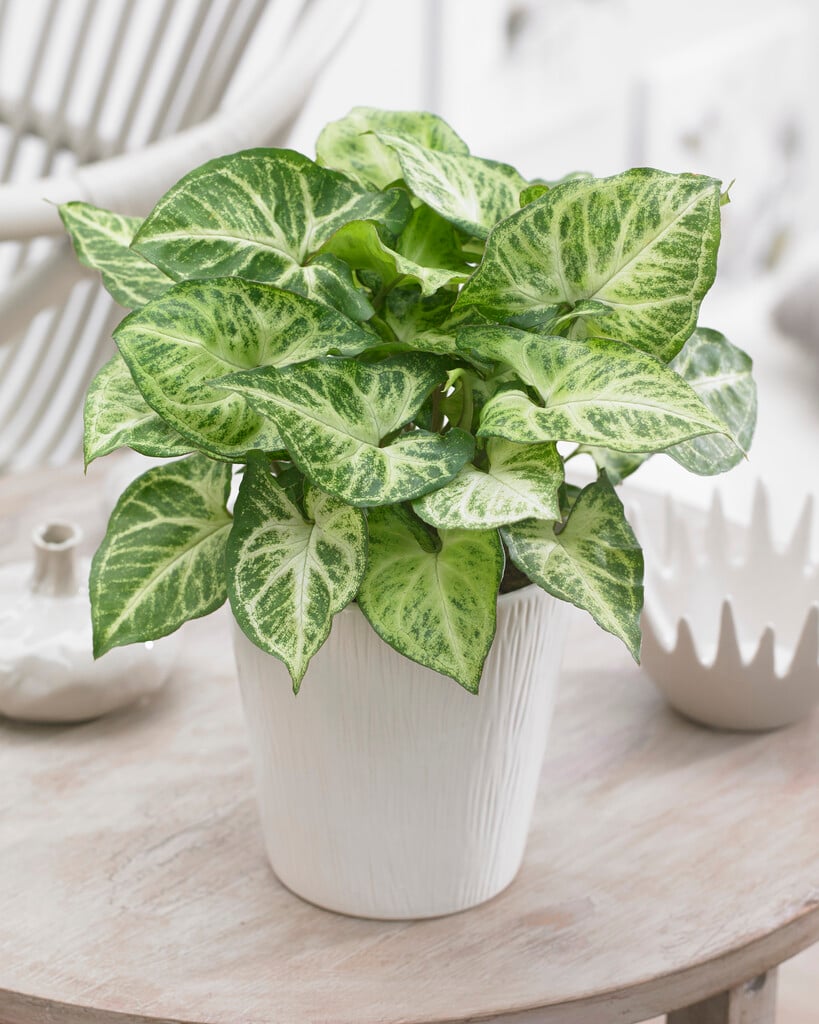 arrowhead vine 'Arrow'