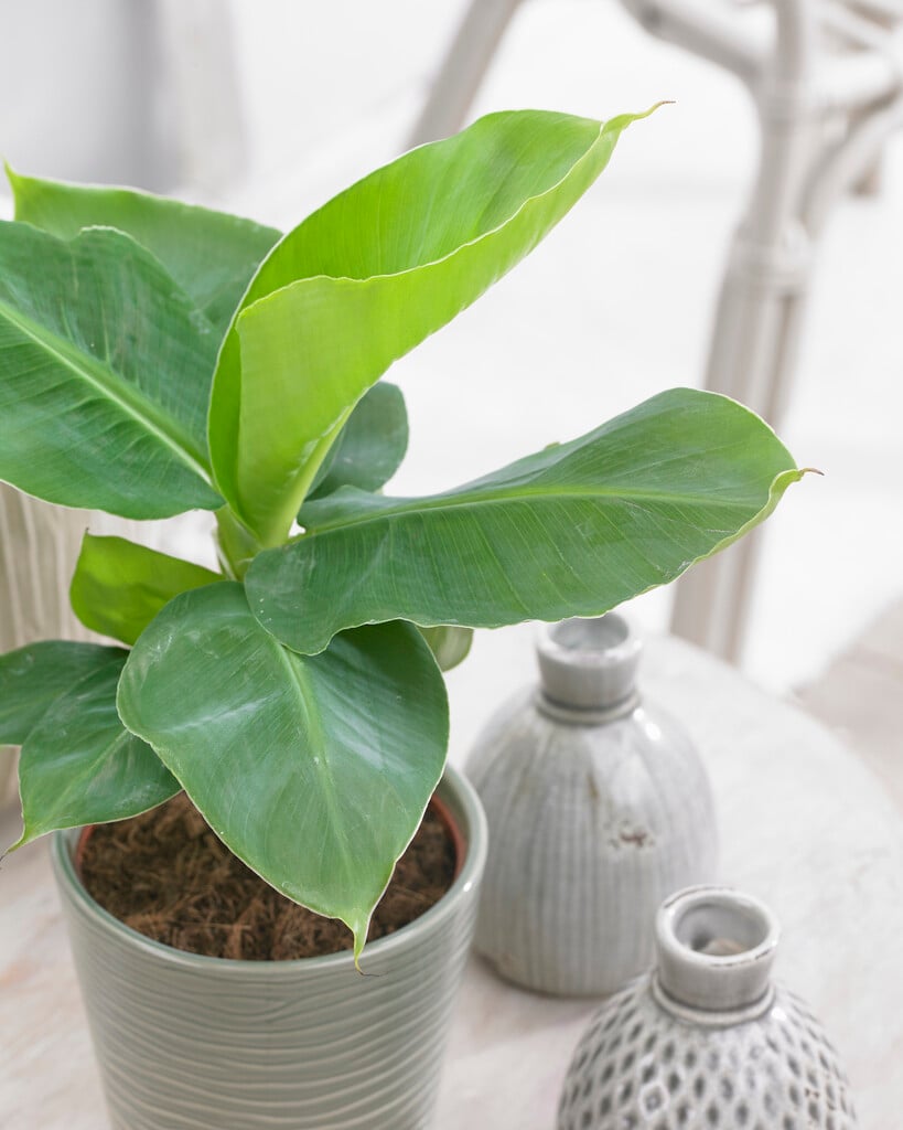<i>Musa</i> 'Cavendish Super Dwarf'