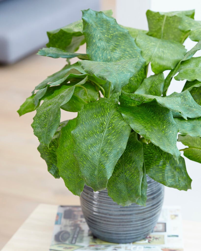 calathea [Network]