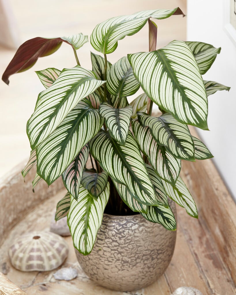 <i>Goeppertia</i> 'Whitestar'