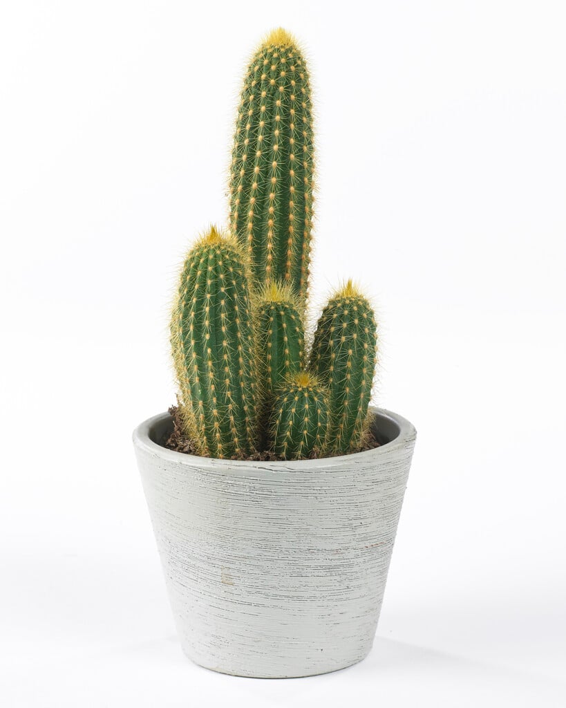 <i>Weberbauerocereus</i> <i>winterianus</i>