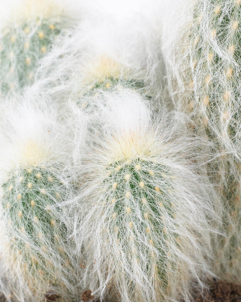 Peruvian old man cactus