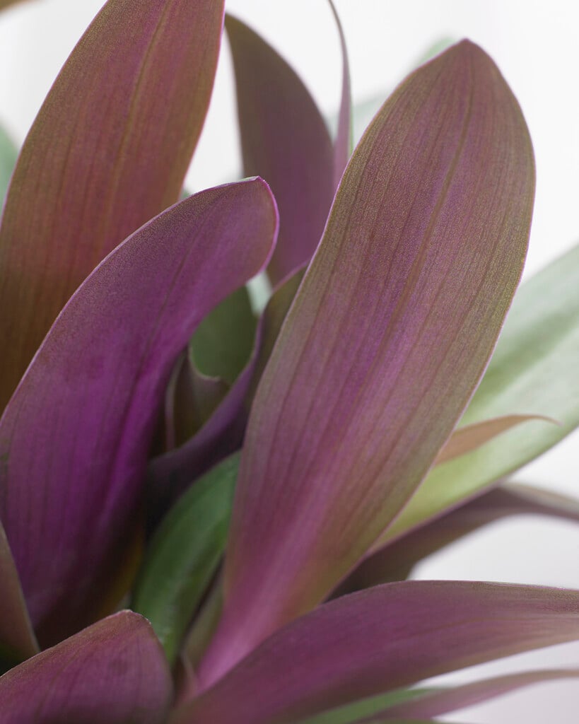 oyster plant