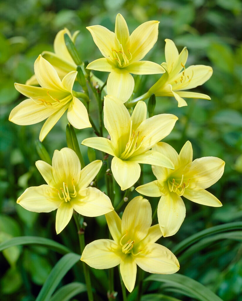 long yellow daylily