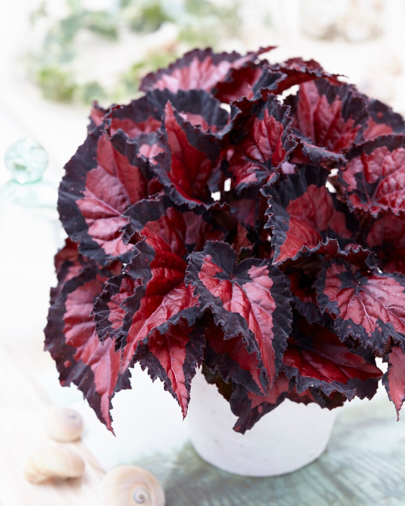<i>Begonia</i> [<span style="font-variant: small-caps;">Inca Night</span>] ('Krbelin02') (Beleaf Series) (R)